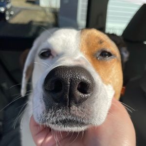 Meet your Posher, Annie